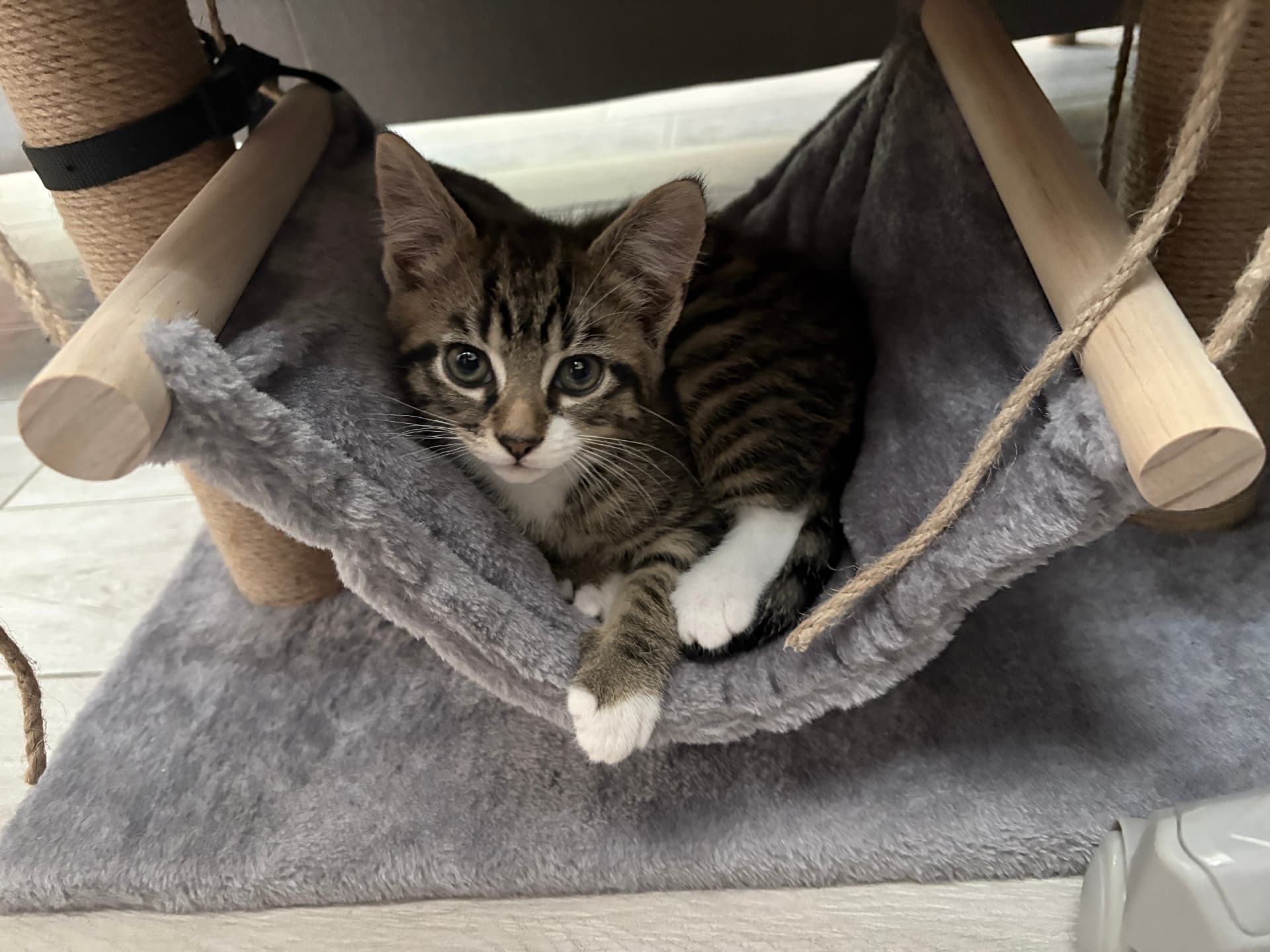 A kitten relaxing in a cat tree hammock
